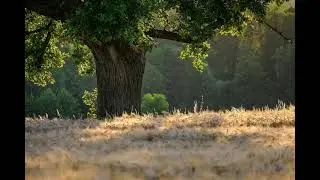 (FREE) Lo-fi Type Beat - happy