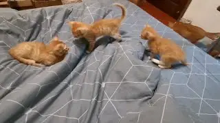 小猪们:快起床，白天床是我们的