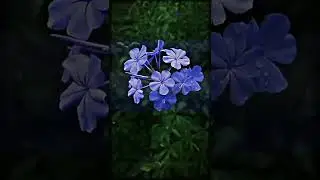 #poovukkul poovukkul olinthirkkum song lyrical WhatsApp status #jeansmovie #prashanth #aishwaryarai