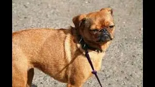 Going Online in Clone Drone In The Danger Zone - The Dark Doggy