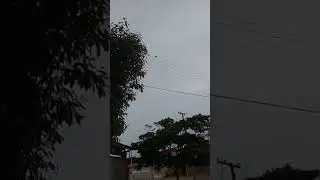 Sabiá bico de osso cantando solta