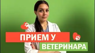 Прием у ветеринара гастроэнтеролога эндокринолога