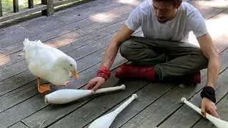 Duck Learns To Juggle