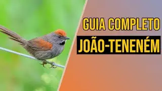 João-teneném: Guia completo de criação!