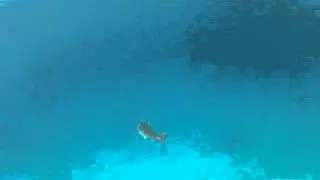 Requin Tigre sous severance.wmv