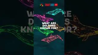 🐬 What are dolphins known for?