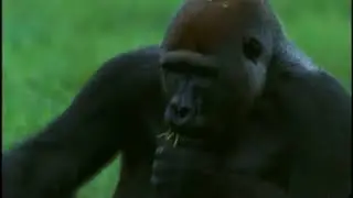 3PAC - THE SILVERBACK (FIRST SONG EVER MADE)