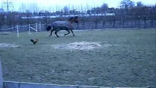 Chicken chasing horse!