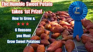 Sweet Potato Harvest (6 Reasons You MUST Grow Sweet Potatoes)