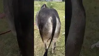 Qurbani ka Janwar aj Mohsam Enjoy kr raha he . Aj Mosam bohat payara he MaaShaAllah