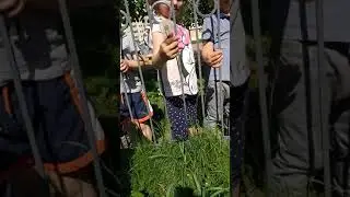 Всем по одуванчику))
