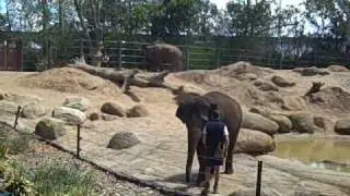 Melbourne Zoo Elephants