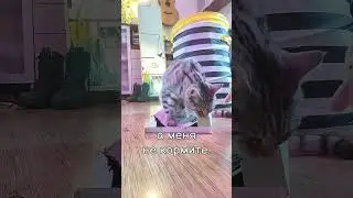 Ам-ням-ням.