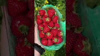 Сколько у вас сейчас стоит килограмм клубники? #diy #еда #food