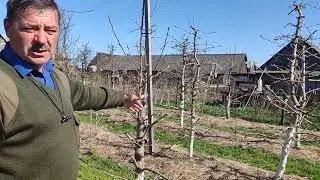 Restarting the apple tree.