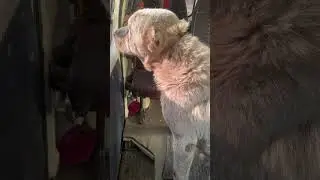 Забрали погибающего алабая и везём в ветклинику
