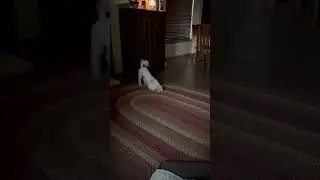 It's not my normal content but it's cute. #dogs #cute #adorable #hypersonicmissile