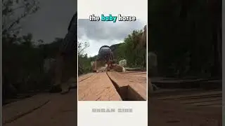 A Man Who Saves the Life of a Baby Horse ♥ 