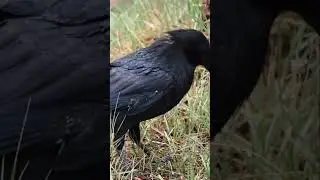common raven bird black bird black #wildlife #shorts #birds