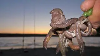 Night fishing with worm. Catching catfish in summer