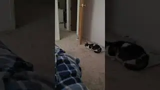 Cat revving up for attack 😹 #cat #cute #catshorts