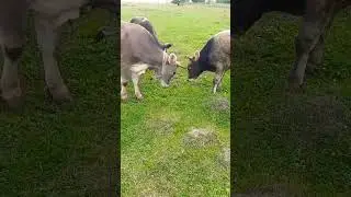 главный в семье бык 