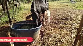 Vaca (bela),pariu,olha que lindeza !!!