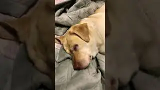 Тея гулять пошли 🦮😅