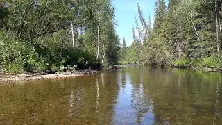 Taiga river Uls. The Northern Urals. Fragment from the film 