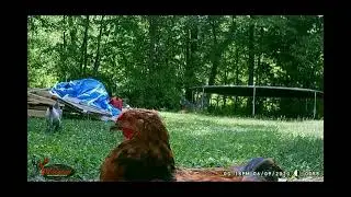 Trail Cam BackYard Chickens June 10, 2023 #freerangechickens #sdsg #backyardchickens #chickenlife