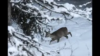 ЗИМНЯЯ ОХОТА НА КОСУЛЮ