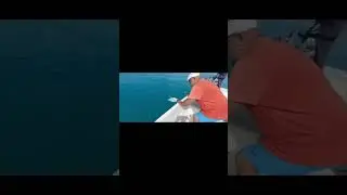 Колючий скат из Чёрного моря. Рыбалка в Сочи.