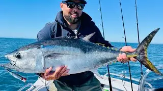 Journey to 100 - Bluefin tuna