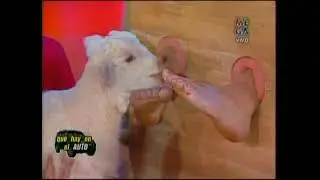 unknown foreign gameshow tickling