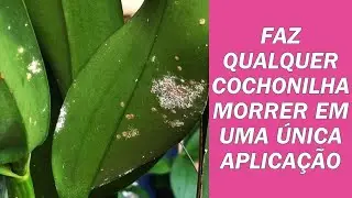 Com apenas uma aplicação acaba com todas as cochonilhas em uma única vez! | JD Orquídeas