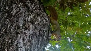 Squirrels are going nuts