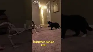 komik serseri kedi-3-#shorts #komikkedivideoları #catsfunnyvideos