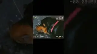 thak gaya hu.... 😎#dogbreed #rottwiller #rottweilerrottweiler #dogshorts #ytshorts #shorts #youtube