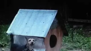 петс лайф ржака смотреть до конца