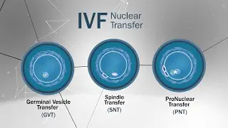 IVF Nuclear Transplant 3D Animation