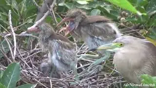 Heron Chicks in Nest #birdnest #birdnesting #birdwatching #birdlovers #chicks #love #nature #beauty