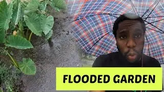 My Entire Garden FLOODED! What’s Next? Jamaican Living In Australia 🇦🇺