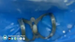 Моделирование коронки 31 EvoCeram Syntec Sanctuary TorVM SmileLine (прямой эфир)