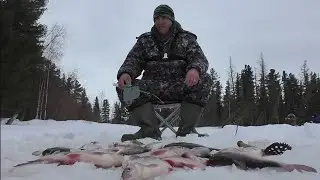 ЧТО ОНИ ТВОРЯТ! РВУТ СНАСТИ! ЛОМАЮТ КРЮЧКИ! ВОТ ТАКИЕ ПОРОСЯТА ЛОВЯТСЯ У НАС В СИРИИ🎣