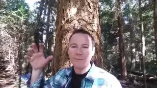 A Simple and Powerful Tree Meditation