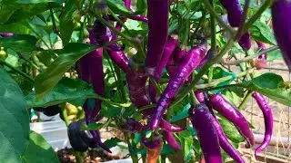 Picking some of my purple pepper growing in container