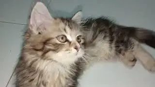 Hello kitty your so cute #cute #adorable # highbreed