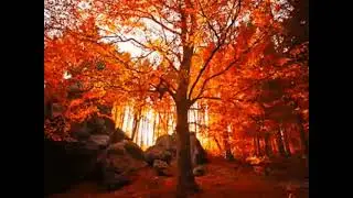 Sun bright in tree