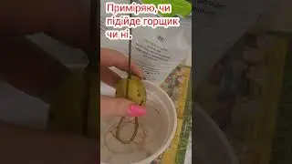 Як проростити і виростити авокадо з кісточки у домашніх умовах🥑👍