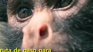 Senda Verde: un refugio para animales rescatados del tráfico de especies en Bolivia